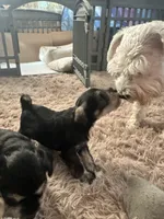 Rocco, a male Miniature Schnauzer for sale in Cleveland, OH – 4 of 9