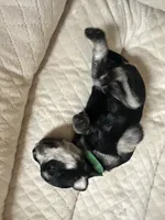 Bryce, a male Miniature Schnauzer for sale in Cleveland, OH – 6 of 8