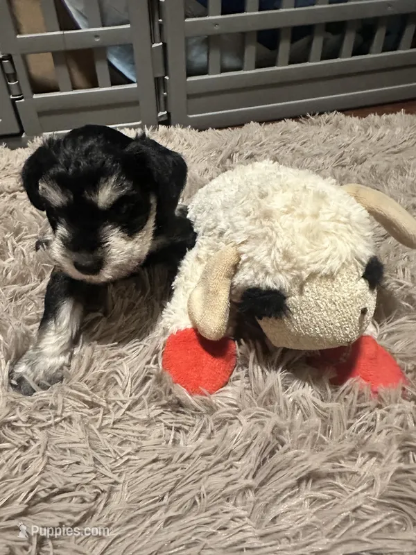 Bryce – Miniature Schnauzer puppy for sale in Cleveland, OH
