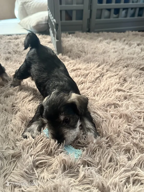 Rocco – Miniature Schnauzer puppy for sale in Cleveland, OH
