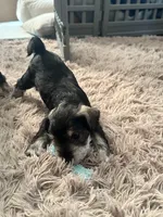 Rocco, a male Miniature Schnauzer for sale in Cleveland, OH – 3 of 9