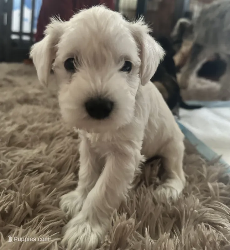 Gojo – Miniature Schnauzer puppy for sale in Cleveland, OH