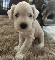 Gojo, a male Miniature Schnauzer for sale in Cleveland, OH – 5 of 9