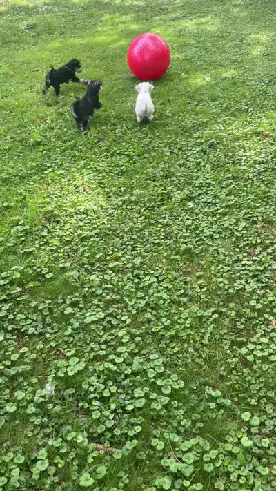 Gojo, a male Miniature Schnauzer for sale in Bedford, OH – 10 of 10