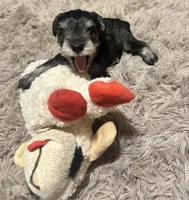 Bryce, a male Miniature Schnauzer for sale in Cleveland, OH – 5 of 8