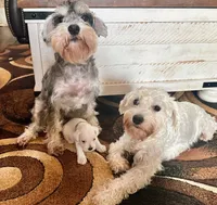 Charlie , a male Miniature Schnauzer for sale in Cleveland, OH – 4 of 6