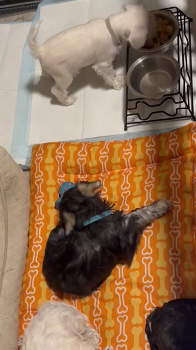 Charlie , a male Miniature Schnauzer for sale in Cleveland, OH – 6 of 6
