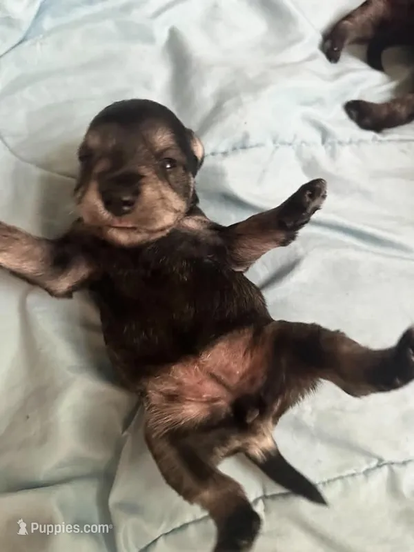 Grace – Miniature Schnauzer puppy for sale in Cleveland, OH