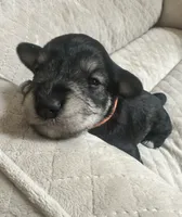 Leon, a male Miniature Schnauzer for sale in Cleveland, OH – 8 of 10