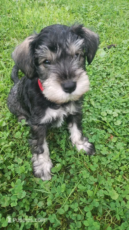 Rocco – Miniature Schnauzer puppy for sale in Cleveland, OH