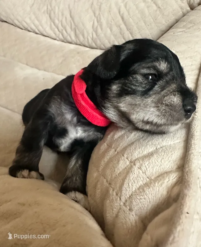 Rocco – Miniature Schnauzer puppy for sale in Cleveland, OH