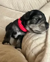 Rocco, a male Miniature Schnauzer for sale in Cleveland, OH – 5 of 9