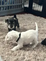 Gojo, a male Miniature Schnauzer for sale in Cleveland, OH – 9 of 9