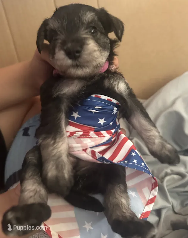 Grace – Miniature Schnauzer puppy on hold in Cleveland, OH