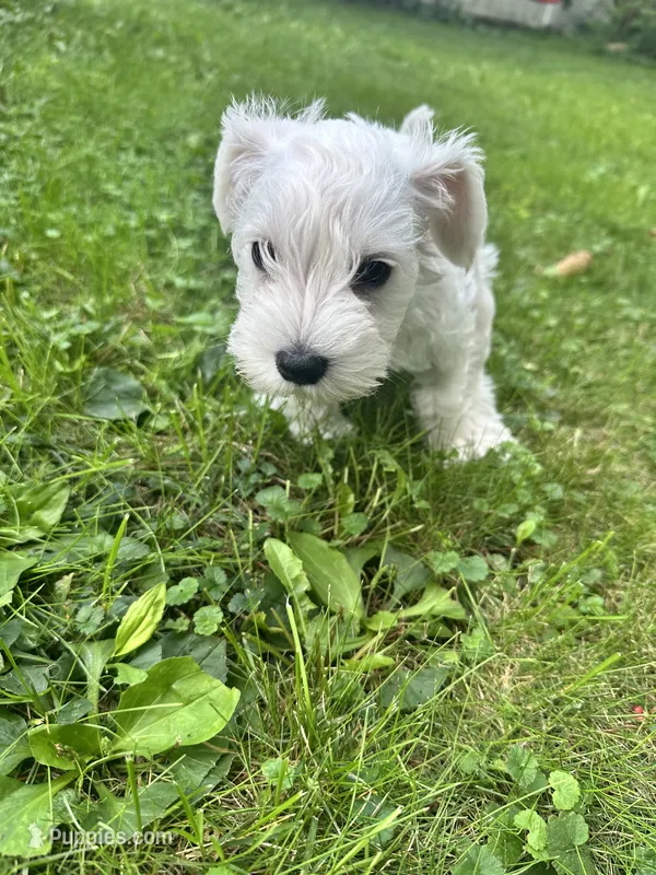 Gojo – Miniature Schnauzer puppy for sale in Cleveland, OH