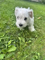 Gojo, a male Miniature Schnauzer for sale in Cleveland, OH – 1 of 9