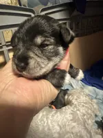 Rocco, a male Miniature Schnauzer for sale in Cleveland, OH – 6 of 9