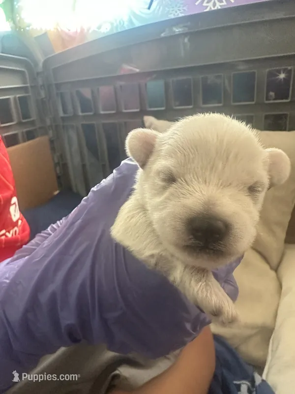 Charlie  – Miniature Schnauzer puppy for sale in Cleveland, OH