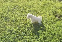 Charlie , a male Miniature Schnauzer for sale in Cleveland, OH – 2 of 6