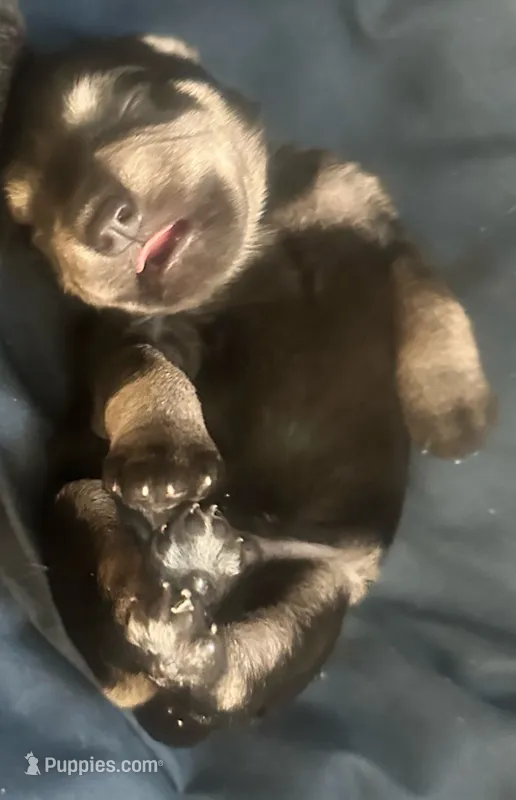 Bryce – Miniature Schnauzer puppy for sale in Cleveland, OH