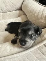 Bryce, a male Miniature Schnauzer for sale in Cleveland, OH – 8 of 8