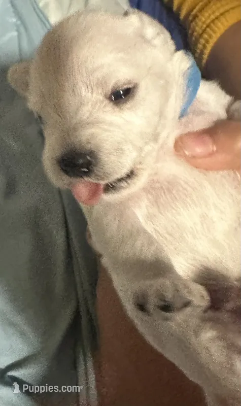 Gojo – Miniature Schnauzer puppy for sale in Cleveland, OH