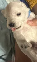 Gojo, a male Miniature Schnauzer for sale in Cleveland, OH – 6 of 9