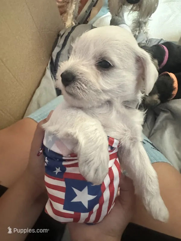 Charlie  – Miniature Schnauzer puppy for sale in Cleveland, OH