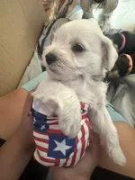 Charlie , a male Miniature Schnauzer for sale in Cleveland, OH – 3 of 6