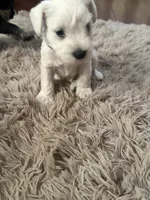 Gojo, a male Miniature Schnauzer for sale in Cleveland, OH – 3 of 9