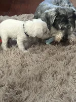 Gojo, a male Miniature Schnauzer for sale in Cleveland, OH – 4 of 9