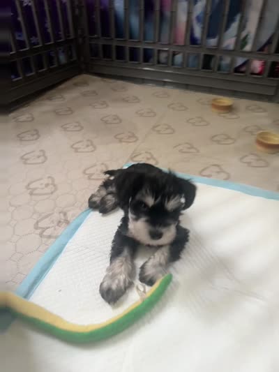Bryce, a male Miniature Schnauzer for sale in Bedford, OH – 9 of 9
