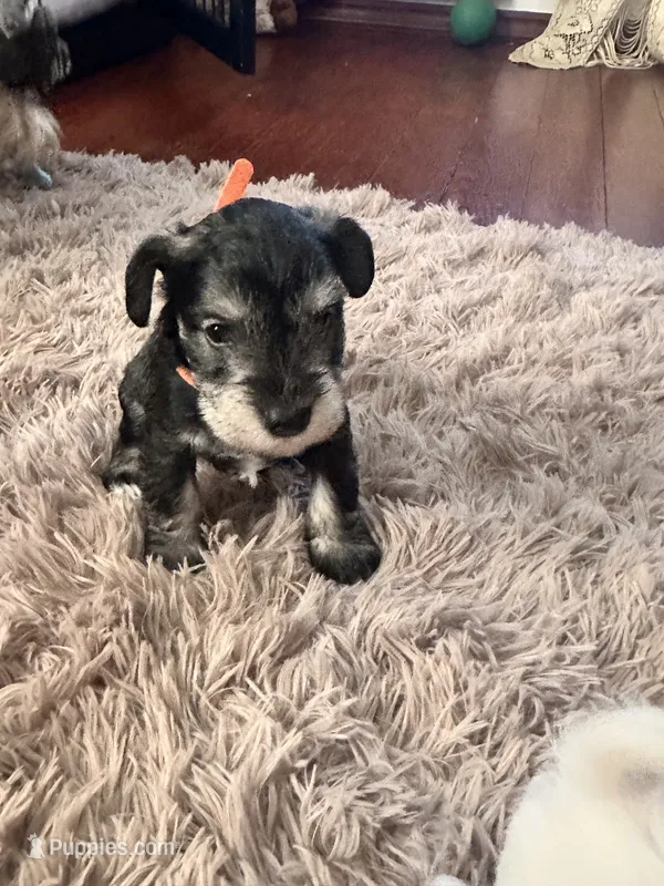 Leon – Miniature Schnauzer puppy for sale in Cleveland, OH
