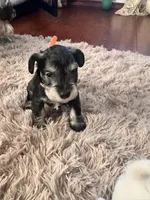 Leon, a male Miniature Schnauzer for sale in Cleveland, OH – 5 of 10