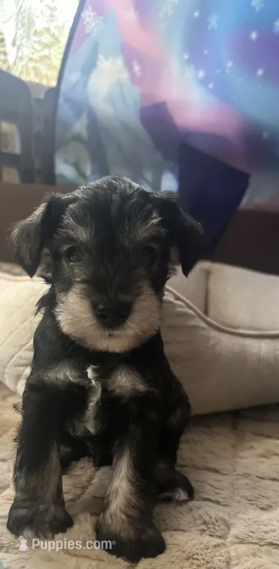 Rocco – Miniature Schnauzer puppy for sale in Cleveland, OH