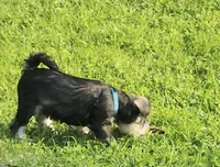 Leon, a male Miniature Schnauzer for sale in Cleveland, OH – 2 of 10