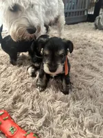 Leon, a male Miniature Schnauzer for sale in Cleveland, OH – 6 of 10