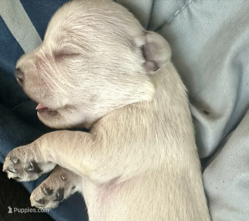Gojo – Miniature Schnauzer puppy for sale in Cleveland, OH