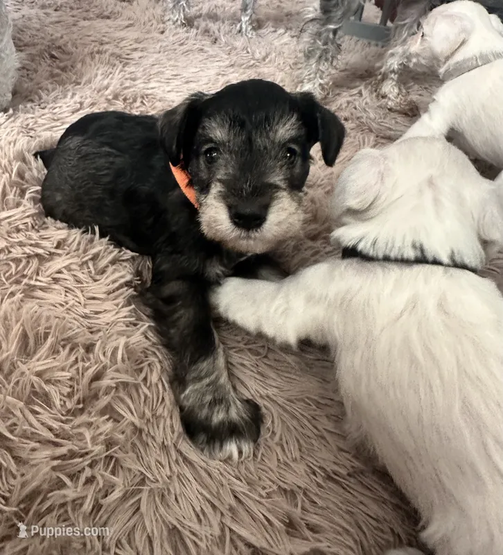 Leon – Miniature Schnauzer puppy for sale in Cleveland, OH