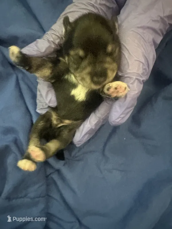 Leon – Miniature Schnauzer puppy for sale in Cleveland, OH