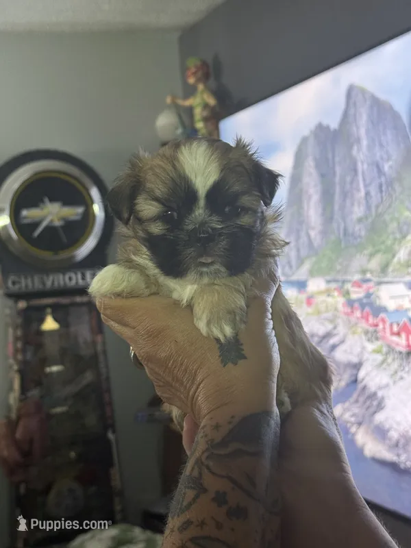 Brown/blonde male – Shih Tzu puppy for sale in Saint Cloud, MN