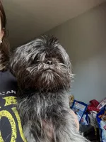 Black Male, a male Shih Tzu for sale in Saint Cloud, MN – 6 of 7