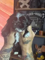 Black Male, a male Shih Tzu for sale in Saint Cloud, MN – 3 of 7