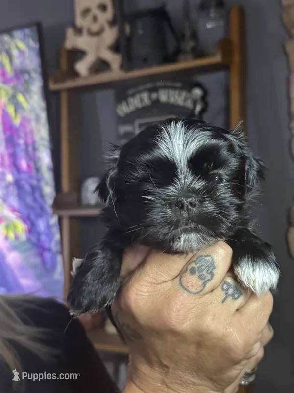 Black Male – Shih Tzu puppy for sale in Saint Cloud, MN
