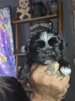 Black Male, a male Shih Tzu for sale in Saint Cloud, MN – 1 of 7