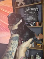 Black Male, a male Shih Tzu for sale in Saint Cloud, MN – 4 of 7