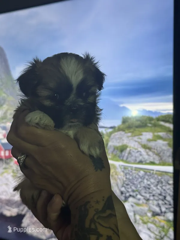 Blonde/Brown Female – Shih Tzu puppy for sale in Saint Cloud, MN