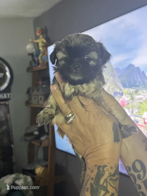 Brown/ blonde female with black face  – Shih Tzu puppy for sale in Saint Cloud, MN