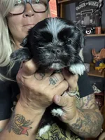 Black Male, a male Shih Tzu for sale in Saint Cloud, MN – 2 of 7