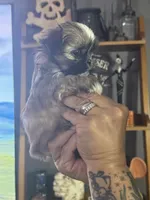Brown/blonde male, a male Shih Tzu for sale in Saint Cloud, MN – 4 of 8